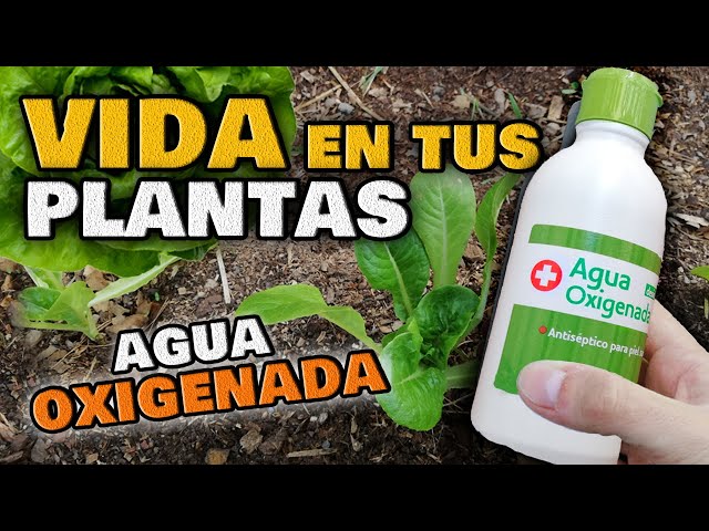 agua-oxigenada-deliplus