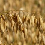 avena-quaker-mercadona