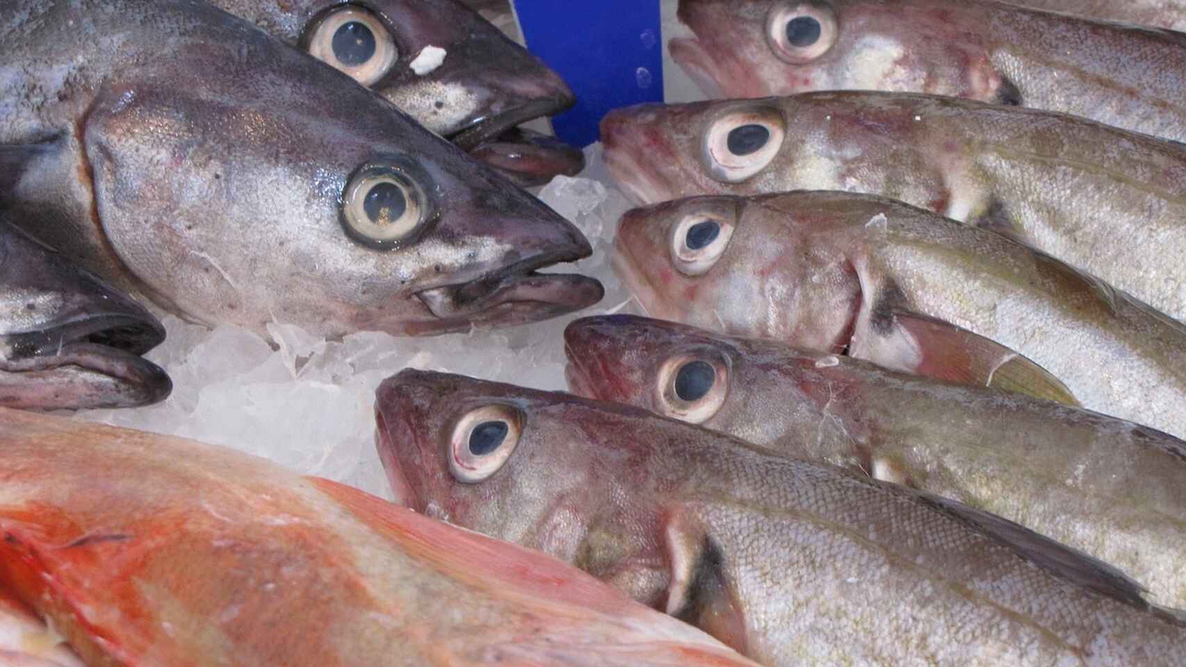 boquerones-frescos-mercadona