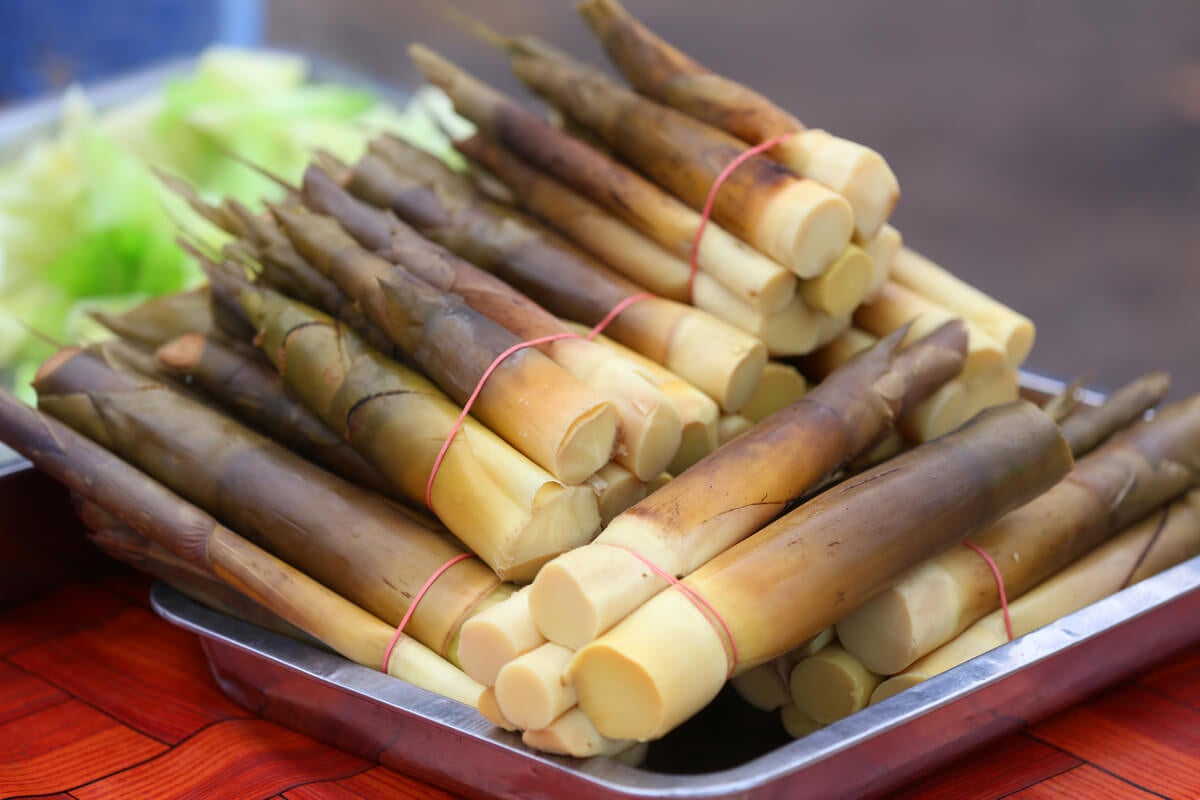 brotes-de-bambu