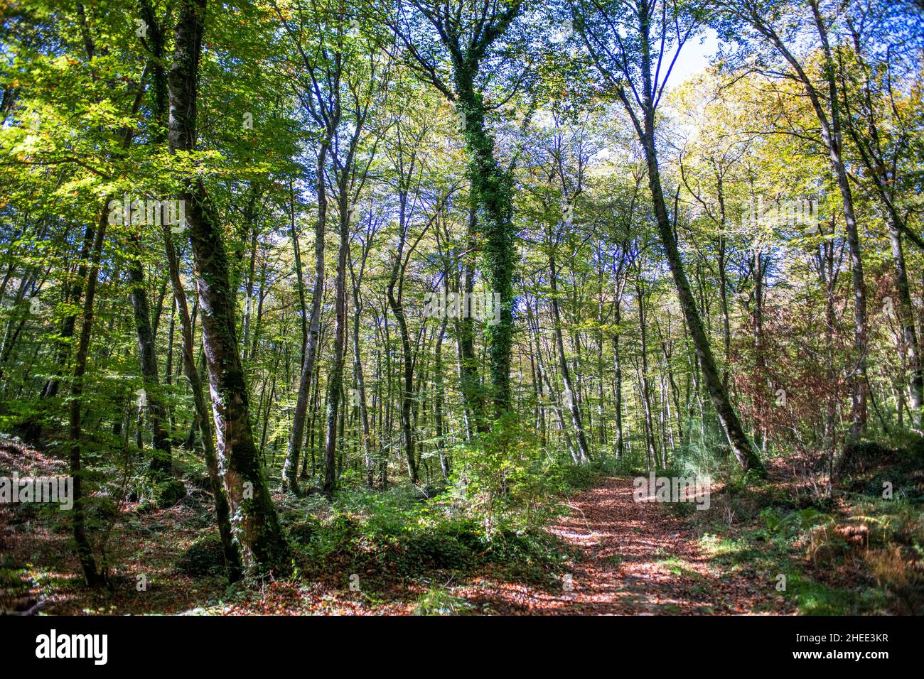 la-fageda-paisaje