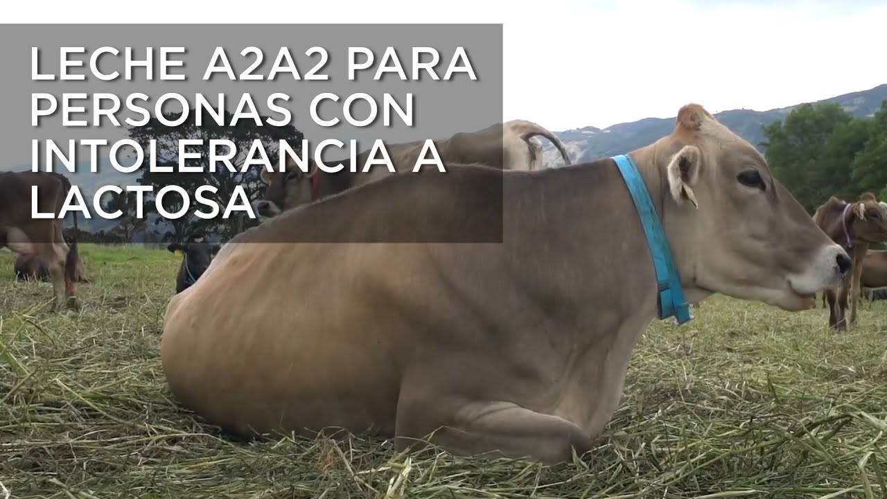 leche-a2a2-disponible