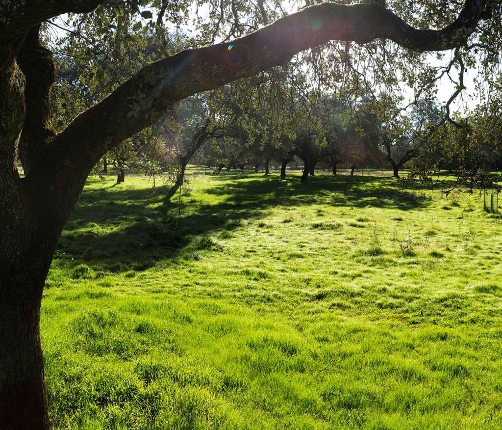 naturaleza-dehesa-fuente