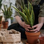 Tierra para plantas Lidl: la mejor opción para cultivar tus plantas con éxito en casa planta-en-maceta