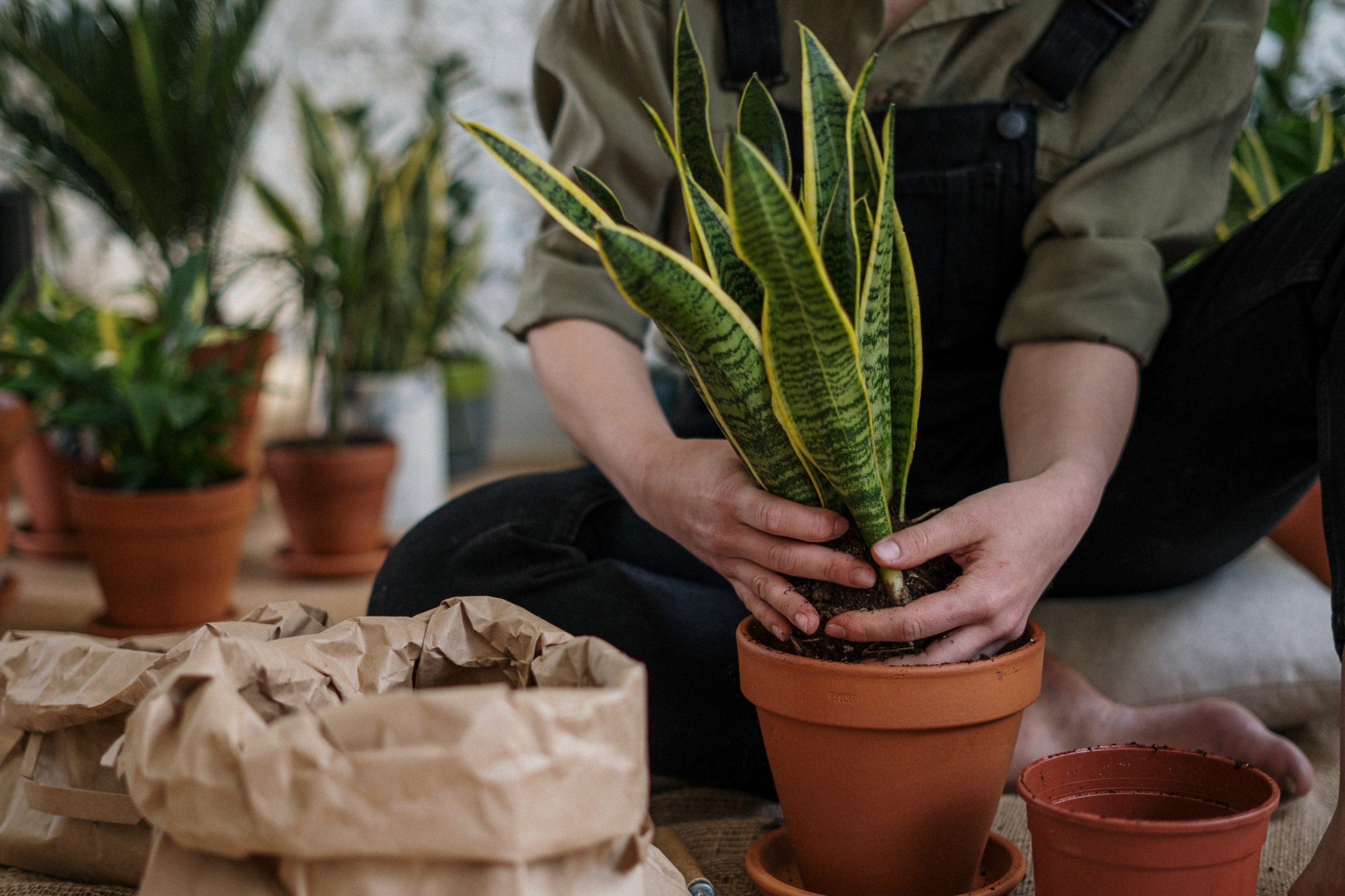 planta-en-maceta