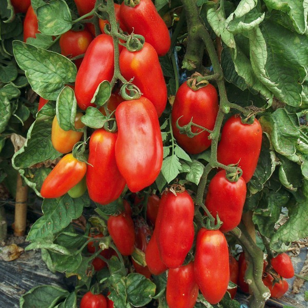 tomate-san-marzano