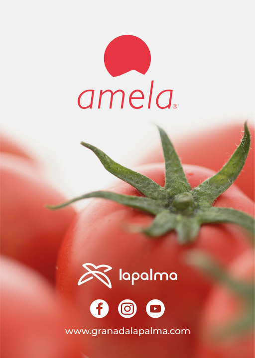 tomates-amela-frescos